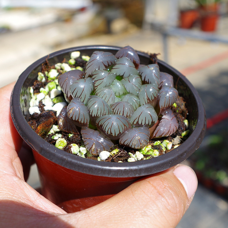 紫玉玉露十二卷多植物可爱室内防辐射精品绿植多肉植物