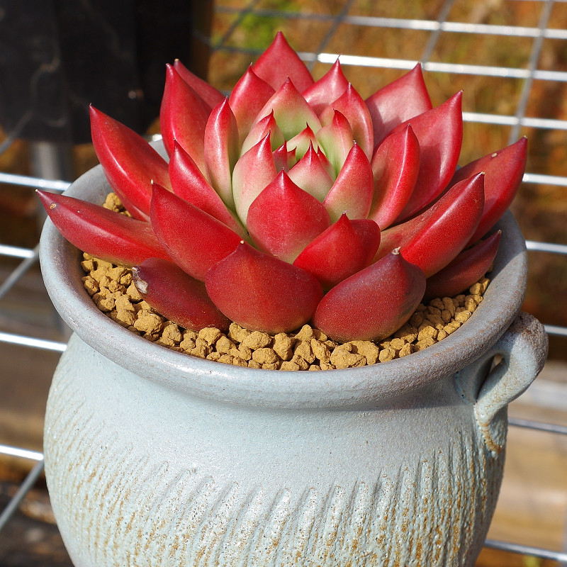 红色大型多肉植物弗兰克稀有罕见室内阳台花卉多肉植物