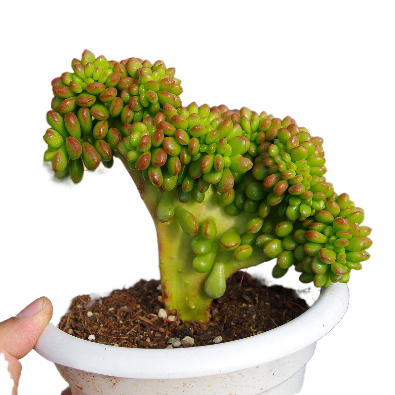 丸叶松之绿缀化多植物老桩超大稀有室内阳台多肉植物