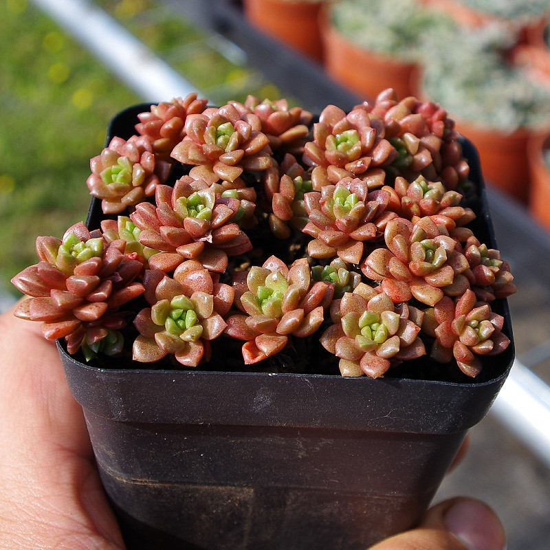 多肉小玉群生盆栽花卉绿植稀有室内净化空气植物多肉植物