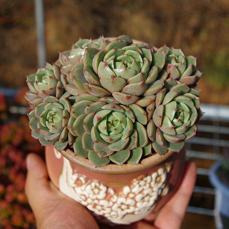 多肉植物大盆苯巴蒂斯稀有品种室内阳台花卉多肉植物