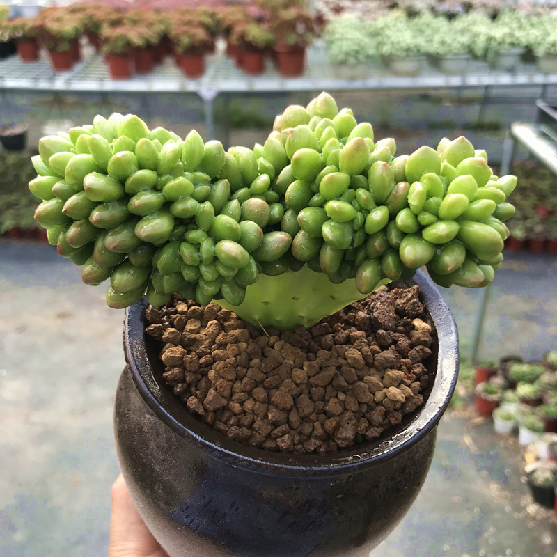 多肉植物小老桩丸叶松之绿缀阳台办公桌防辐射绿植多肉植物