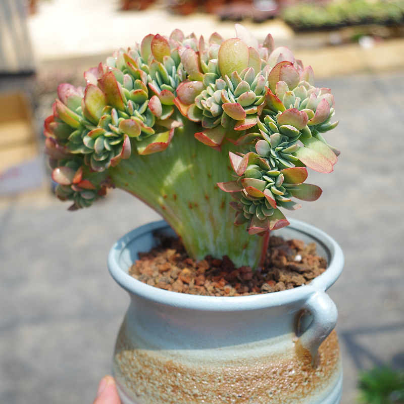 精品多肉植物金凤凰缀化室内阳台花卉防辐射绿植多肉植物