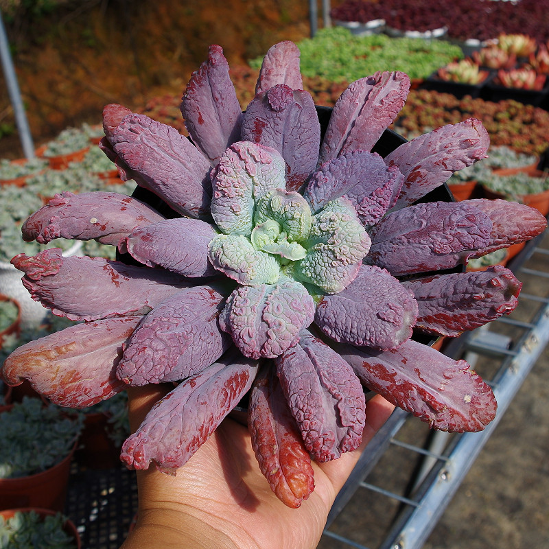 狂野稀有盆栽绿植罕见品种巨型男爵多肉火山多肉植物