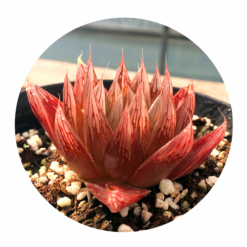 多肉植物红水晶玉露侧芽小苗原始玉露精品玉露带盆带土满额包邮