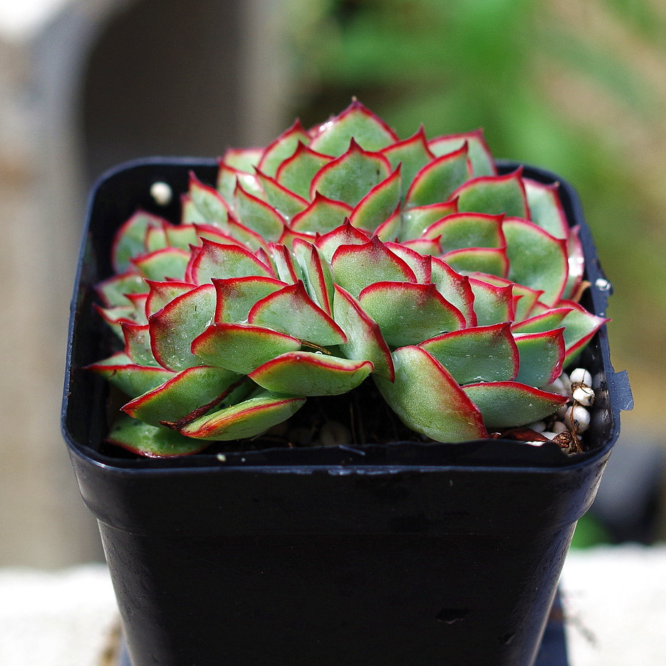 植物多肉月光女神缀化相好盆栽绿植花卉含盆含土多肉植物