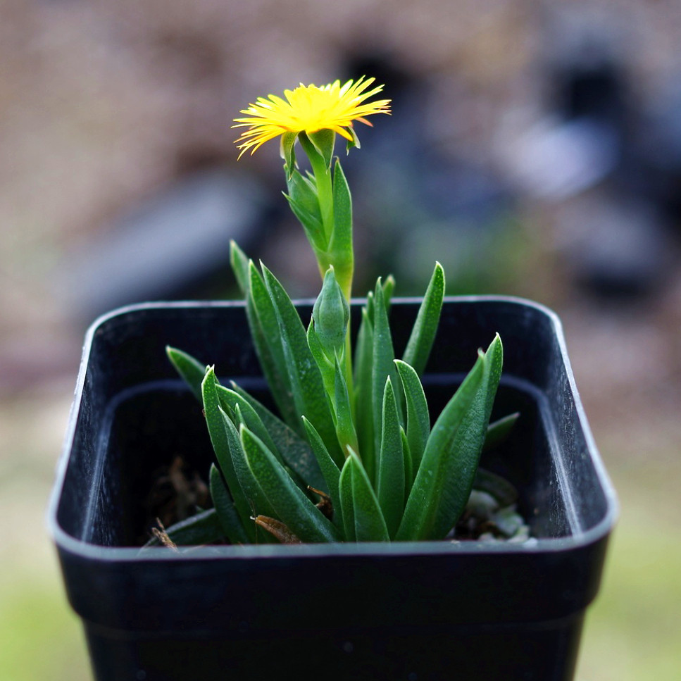 开花多肉植物稀有品种黄花照波室内阳台花卉多肉植物