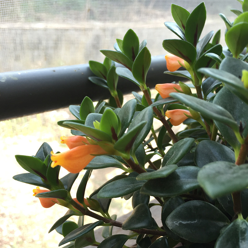 金鱼花室内开花鲜花四季花盆绿植植物观花盆栽绿植