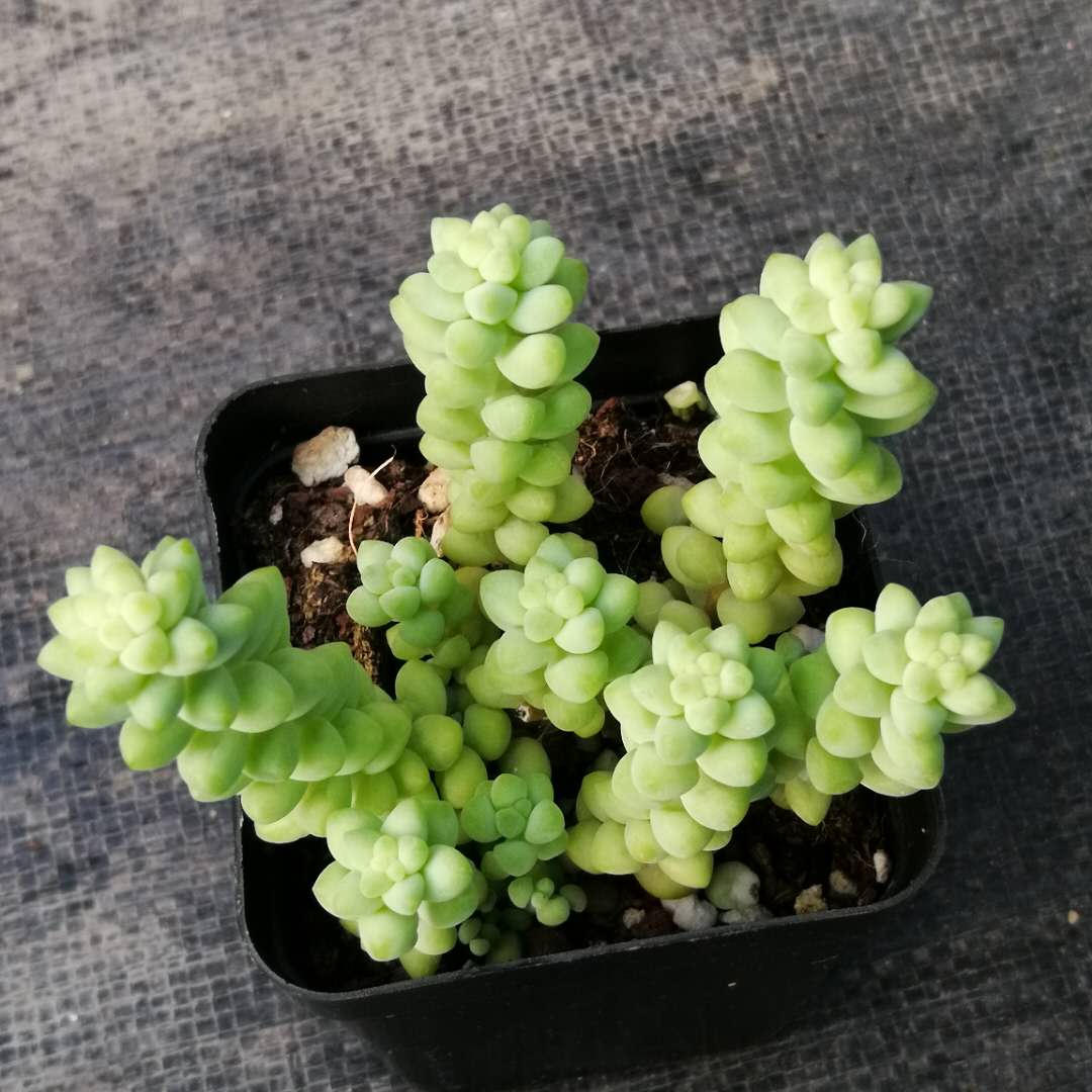 满包邮 七厘米盆 群生 整群 新玉缀 多肉植物 趣多多