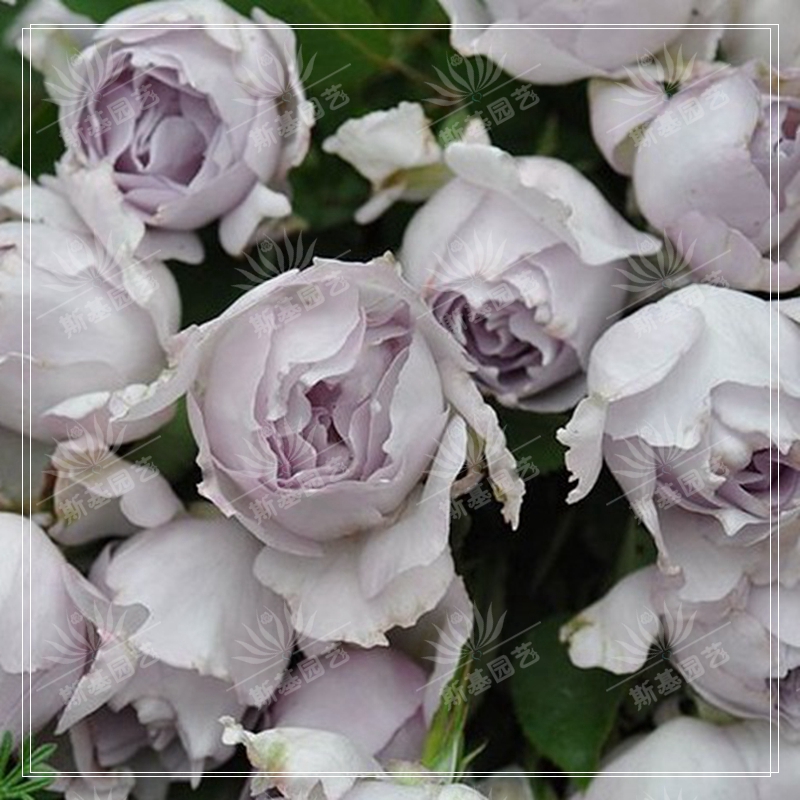 斯基园艺路西法月季光之天使日本河浓香阳台庭院月季