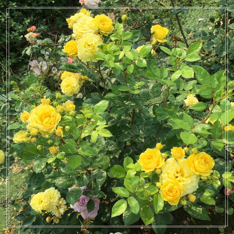 斯基园艺黄爱玫法国灌木月季盆栽花苗扦插蔷薇时令草本花卉