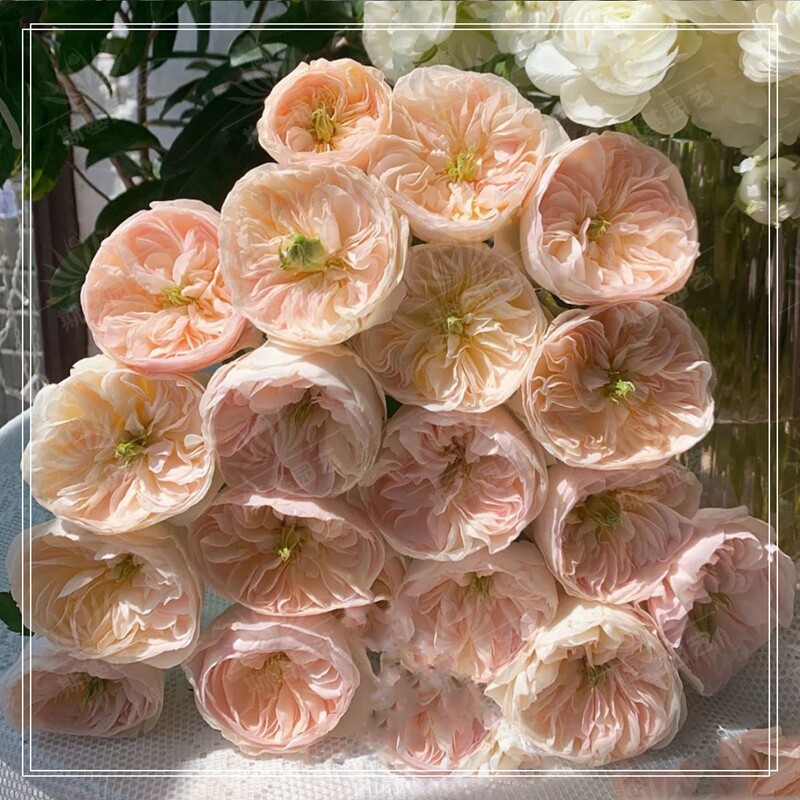 新品阳台浓香切花奥斯汀英国月季斯基切尔善举月季