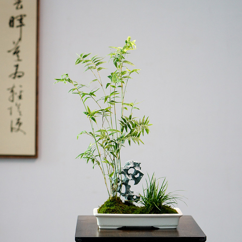 盆栽太湖石米竹竹子盆景室内书房办公室茶室桌面时令草本花卉