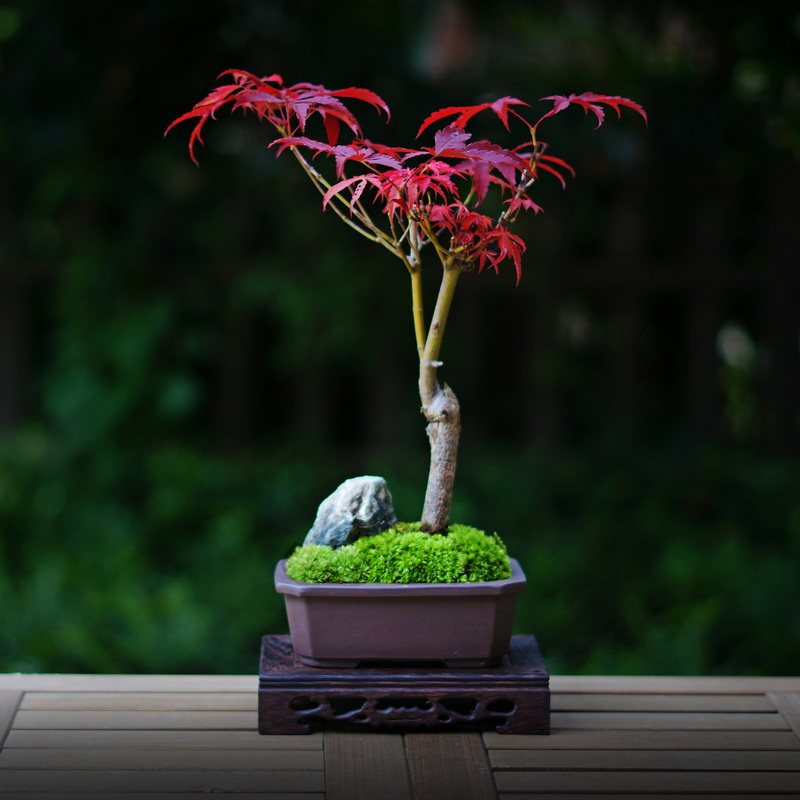 老桩红枫盆景枫树盆栽桌面绿植日式茶道红叶绿植