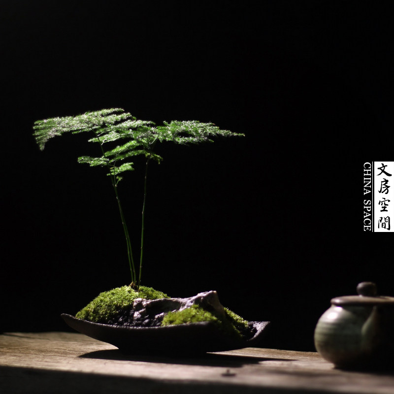 文竹盆栽室内好养绿植苔藓山水日式桌面禅意绿植