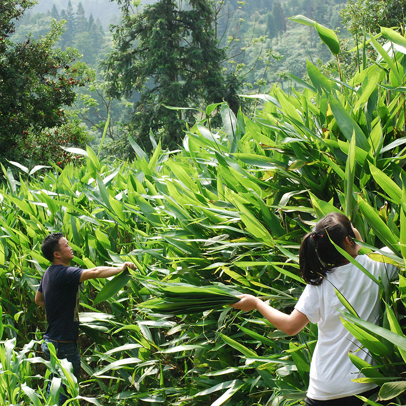 贵州粽叶新鲜粽子叶100张免邮精品大号竹叶包粽子的叶子箬叶大片
