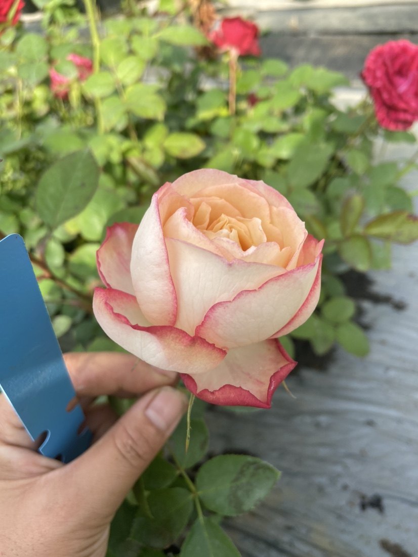 伊芙新品系列古典香水月季月季花花苗超大花朵时令草本花卉