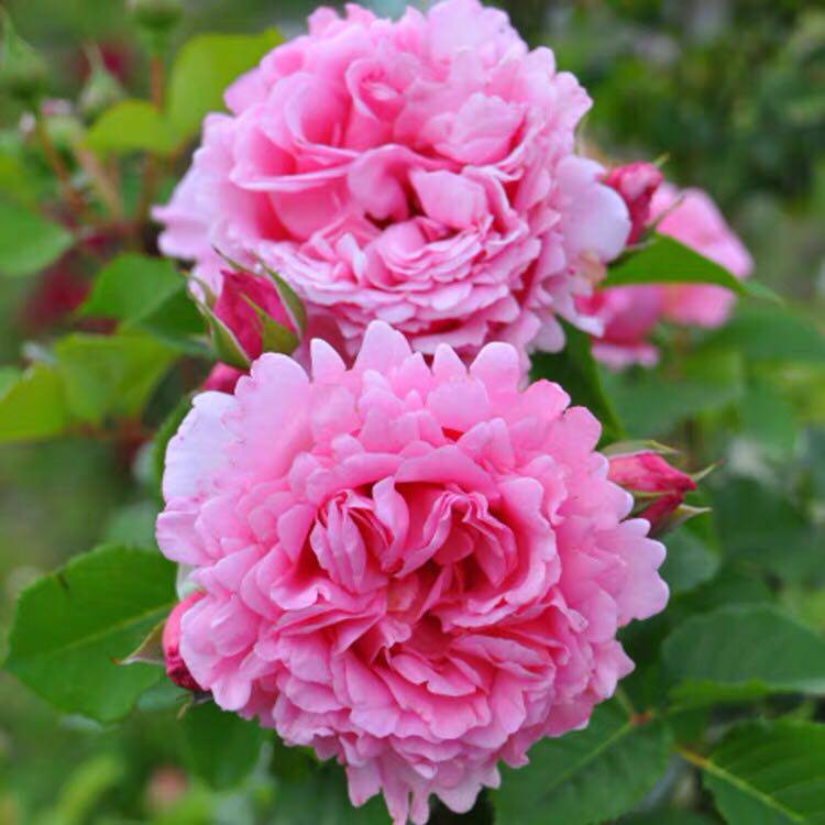 欢迎德尔伯特藤本月季四季开花浓香香型大花粉色花卉