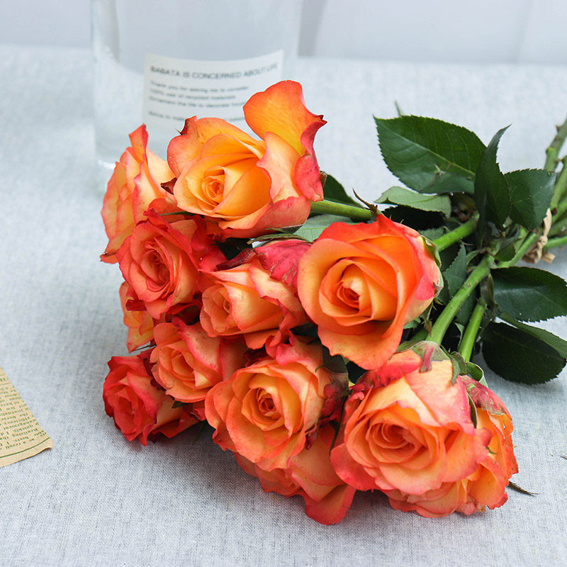 金辉新款云南切花月季黄色紫红盆栽地栽绿色植物时令草本花卉