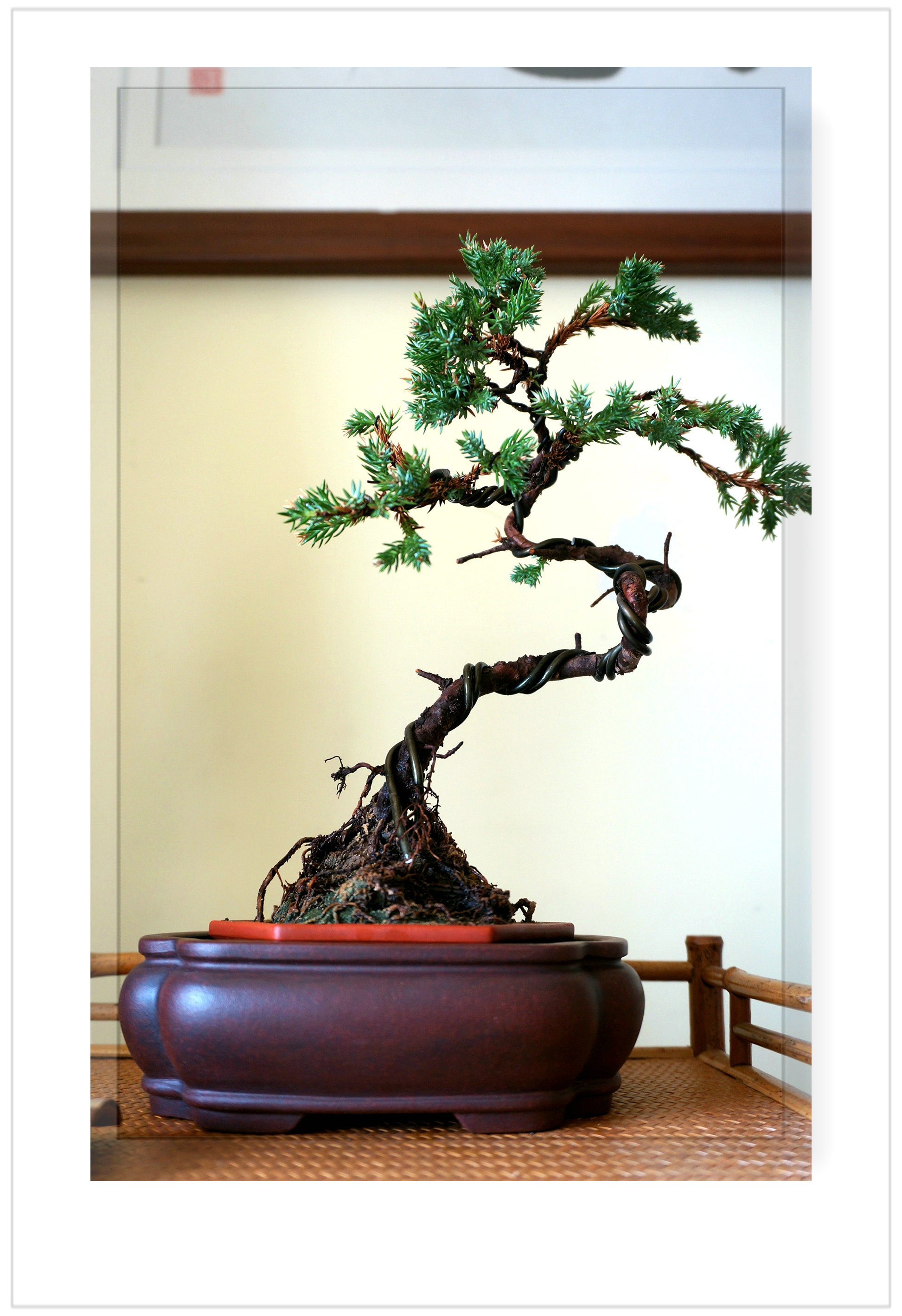 花盆宜兴紫砂陶瓷花盆手工花盆小品盆景菖蒲多肉盆古红泥长方盆