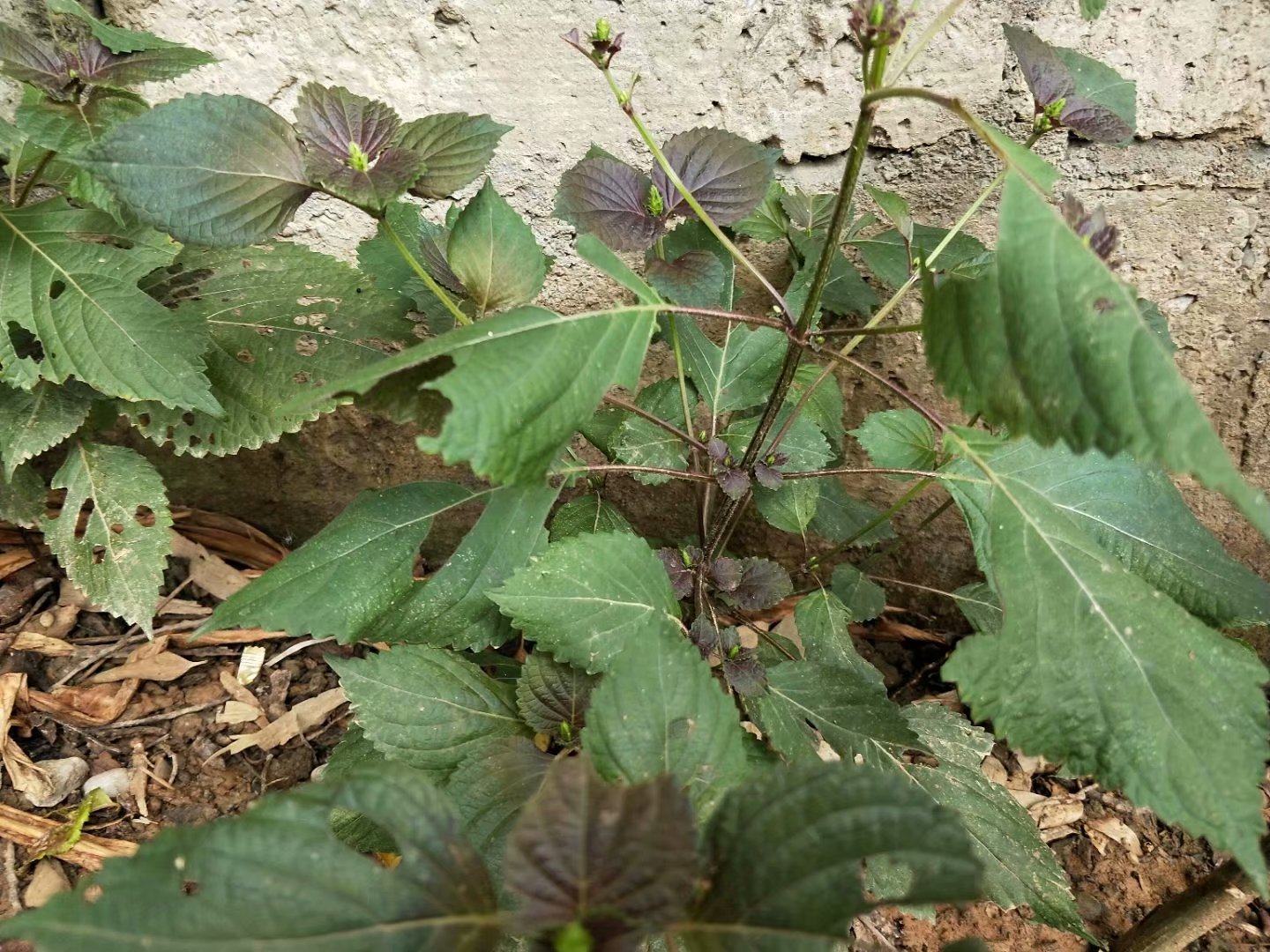 紫苏自然晒干干的50克紫苏