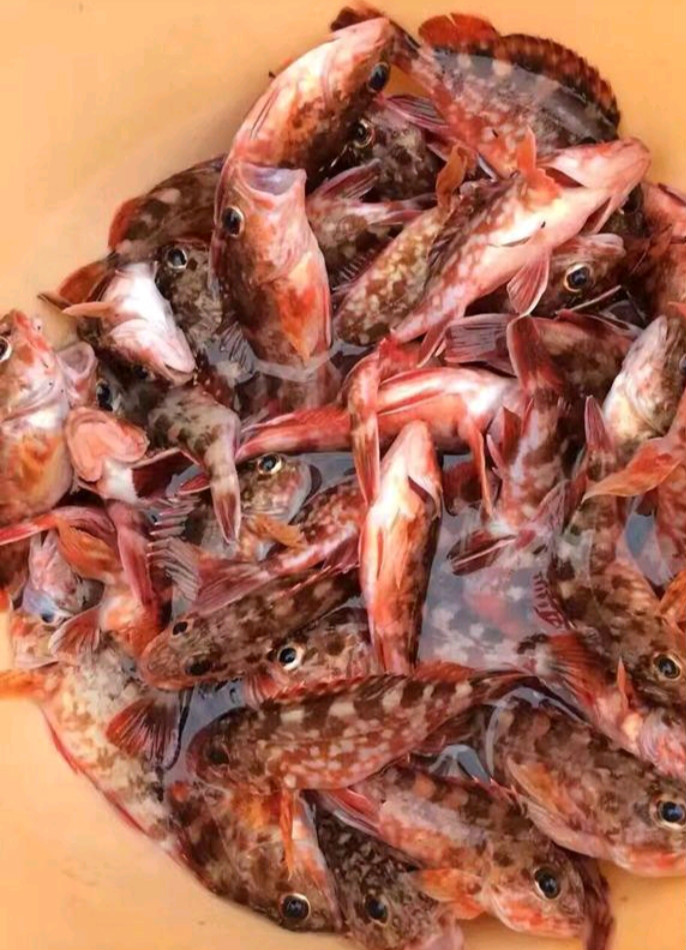 石九公石斑石翁鱼虎头鱼海鲜活超大海鲜水产杂鱼斑鱼