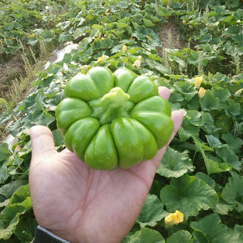 云南姜柄瓜种子高产丫丫瓜香甜味小南瓜种籽春季家庭园艺种子