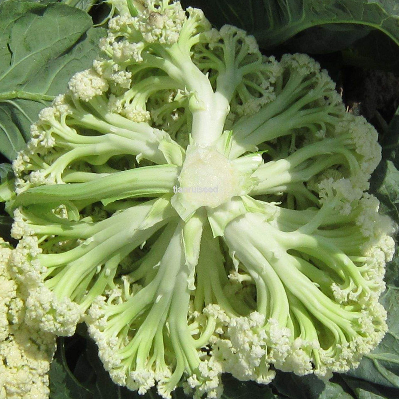 花菜梗松种子种籽高产耐热耐湿有机菜花春季家庭园艺种子