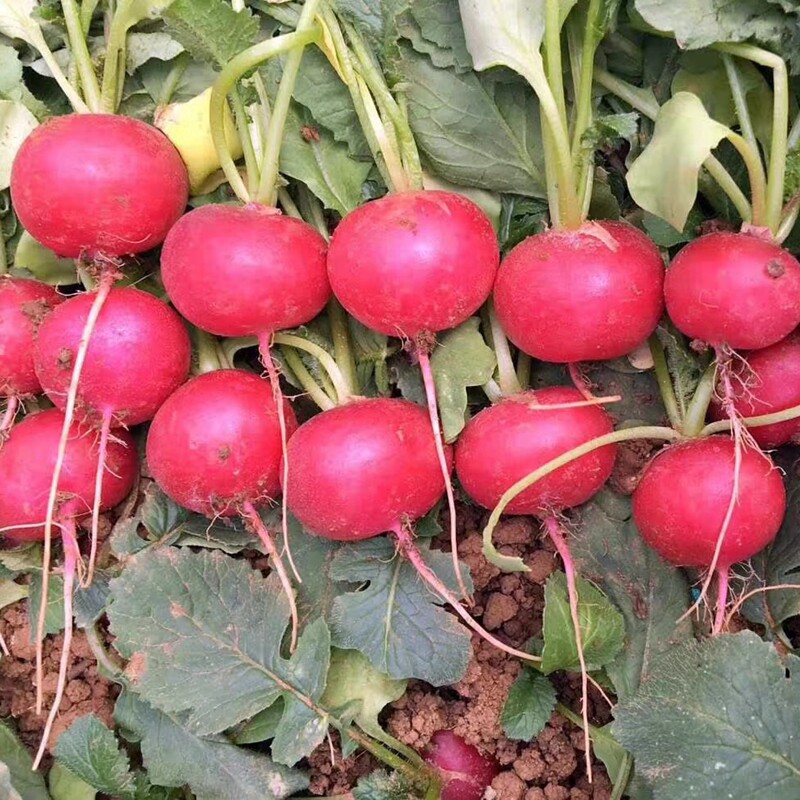 进口红丁樱桃萝卜种子 红皮水果小萝卜种子 阳台盆栽四季播包邮