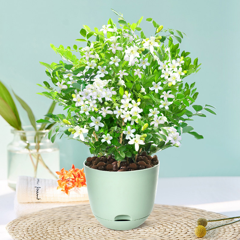 九里香盆栽水培盆景老桩千里香茉莉花七里香客厅室内绿植