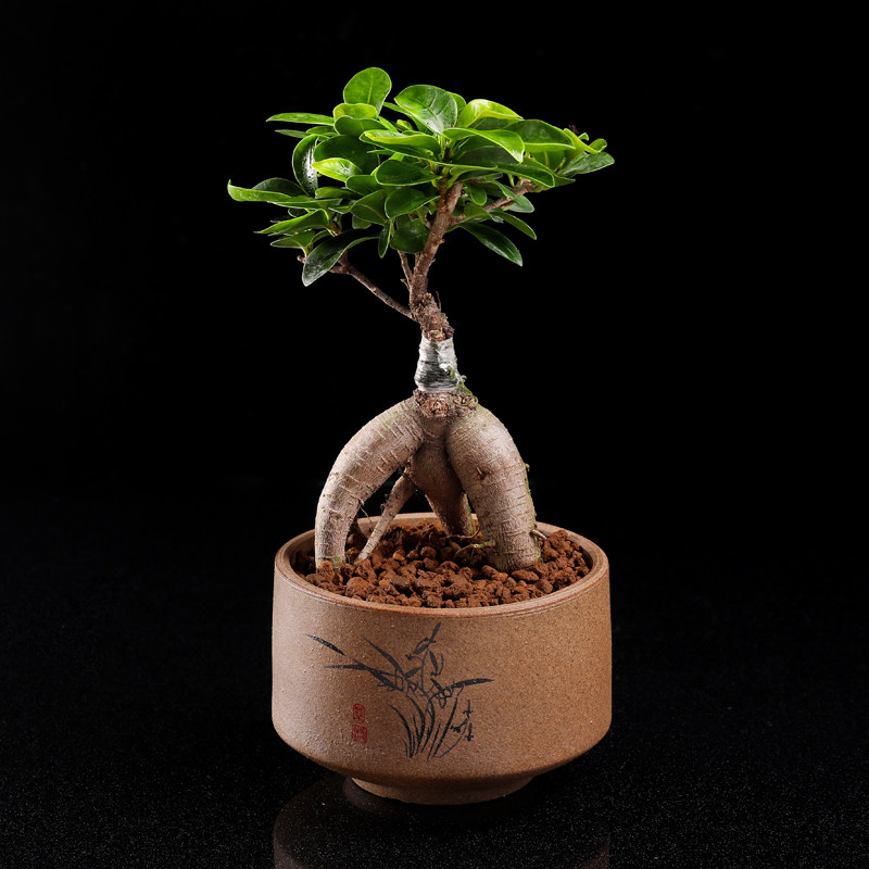 小叶人参榕树盆景老桩多肉植物盆栽绿植室内多肉植物