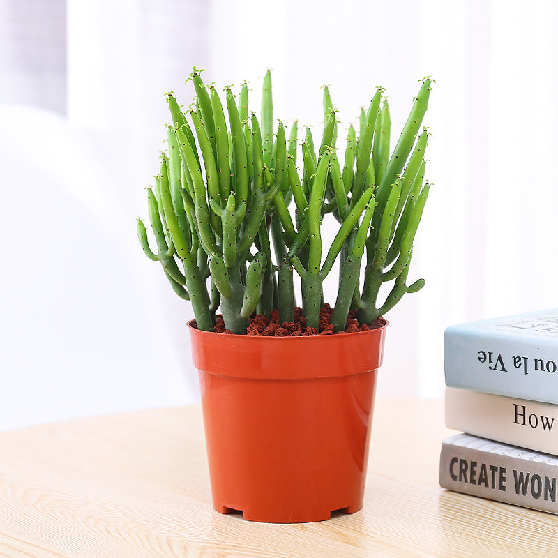 盆栽植物珊瑚玉树肉肉净化空气桌面防辐射光棍树多多肉植物