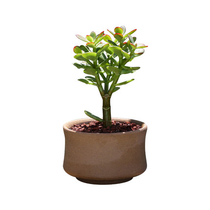 小叶玉树盆栽黄金姬红花月老桩花