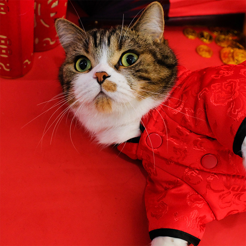 猫咪衣服过年唐装中国国风防掉毛秋装喜庆红色狗宠物服装