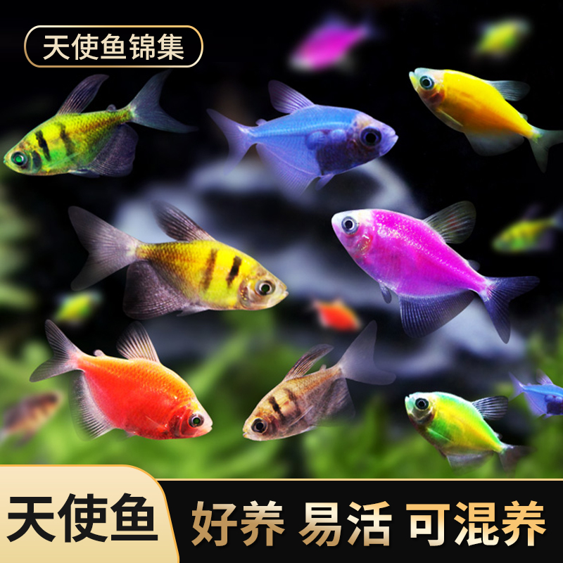 观赏鱼柠檬青苹果天使天使鱼鱼草缸群热带活体宠物鱼