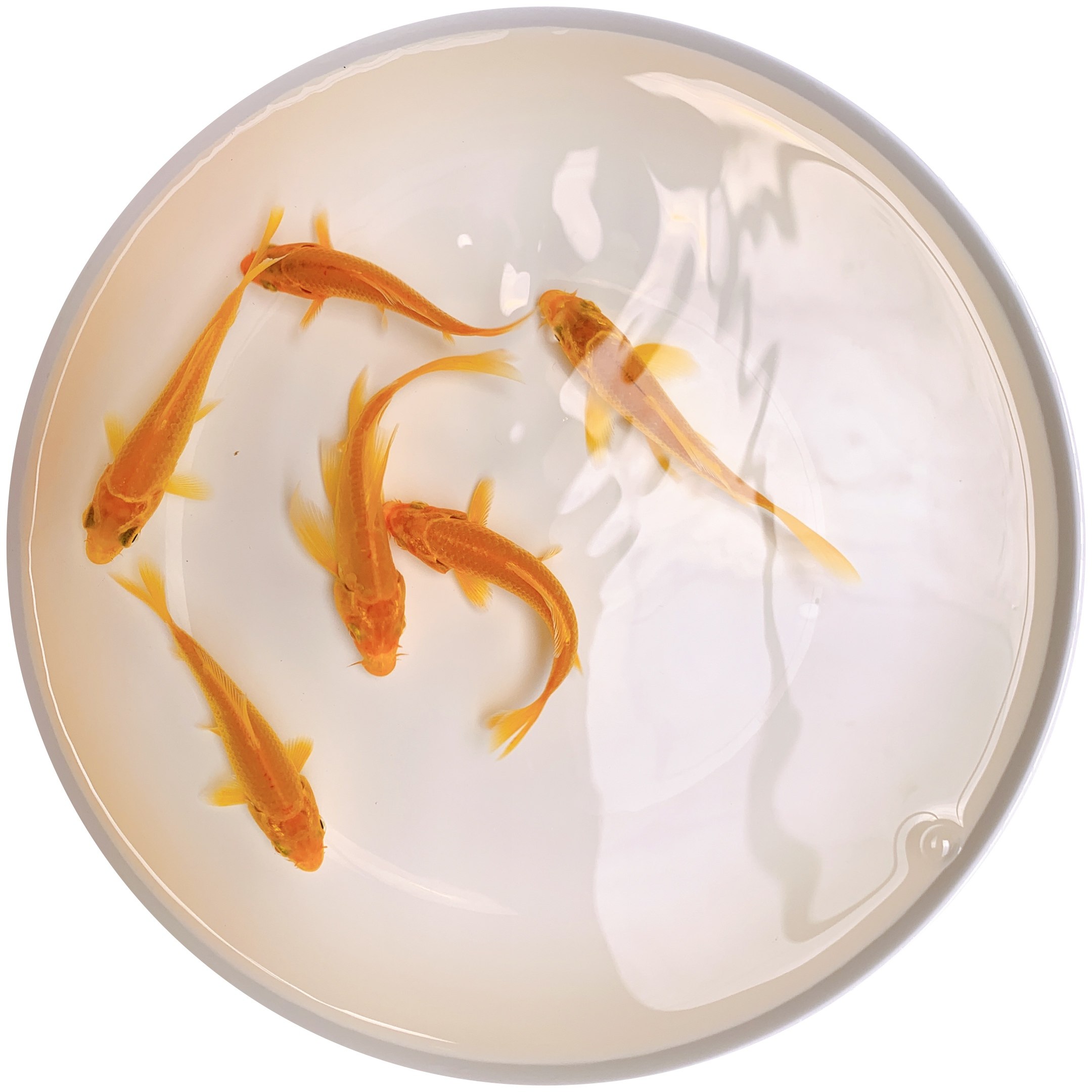 草鱼龙鱼鱼食冷水鱼淡水鱼摆摊好养耐活金鱼小型鱼