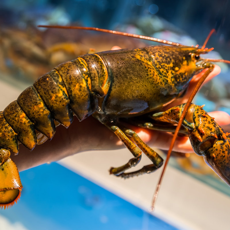 鲜活波士顿大龙虾特大波龙奥龙澳洲龙虾海鲜非冷冻650750g只