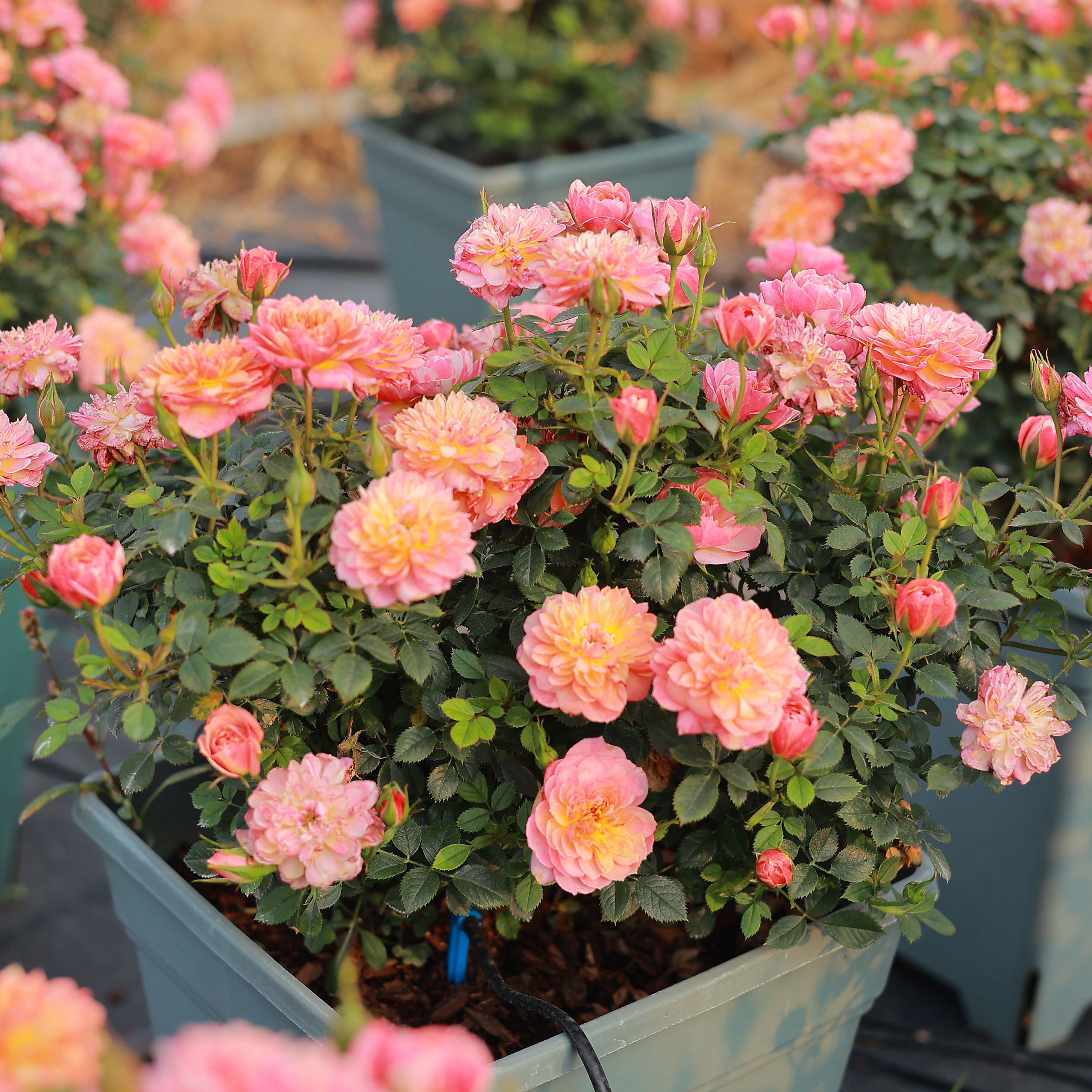 躲躲躲藏捉迷藏月季月季花花苗微月丰花矮小盆栽观叶