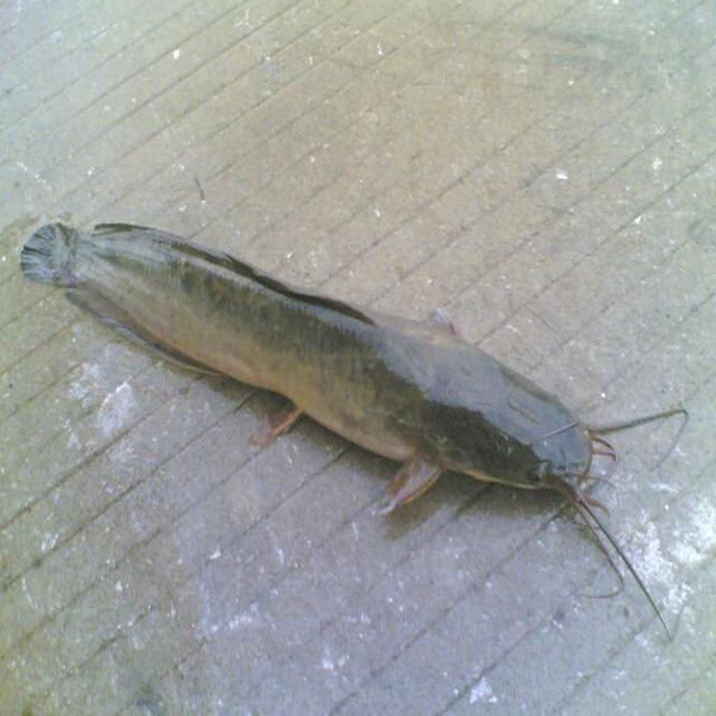 鲶鱼鱼苗胡子埃及塘鲺活体塘虱凶猛大型泰国鱼