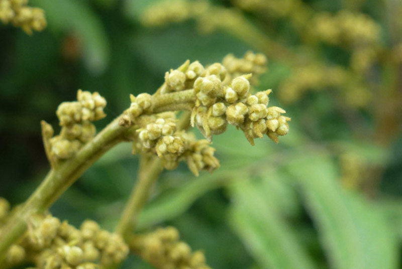 野生桂圆500g福建漳州龙眼无添加无糖无硫带壳桂圆干