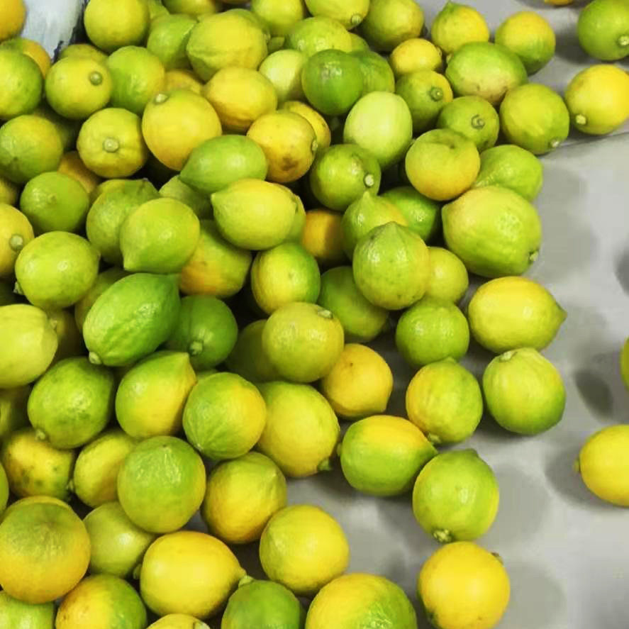 广东四季青5斤专用茶店奶茶咖啡水果青柠四季柠檬