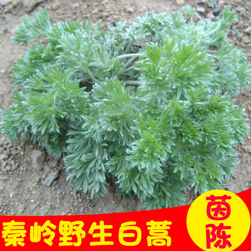 野生农家自产绵茵陈1斤绵陈棉白蒿绒蒿松纯天然因陈