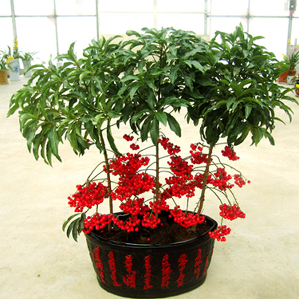 植物富贵室内喜阴贵子观花卉盆栽黄金万两招财进宝绿植