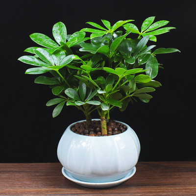 七叶莲鸭脚木盆栽办公室内植物净化空气四季常青吸甲醛桌面小绿植