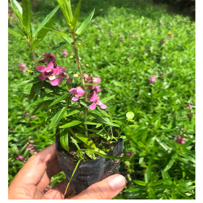 苗木绿化金鱼草彩雀孔雀草好养花期长公公园别墅时令草本花卉