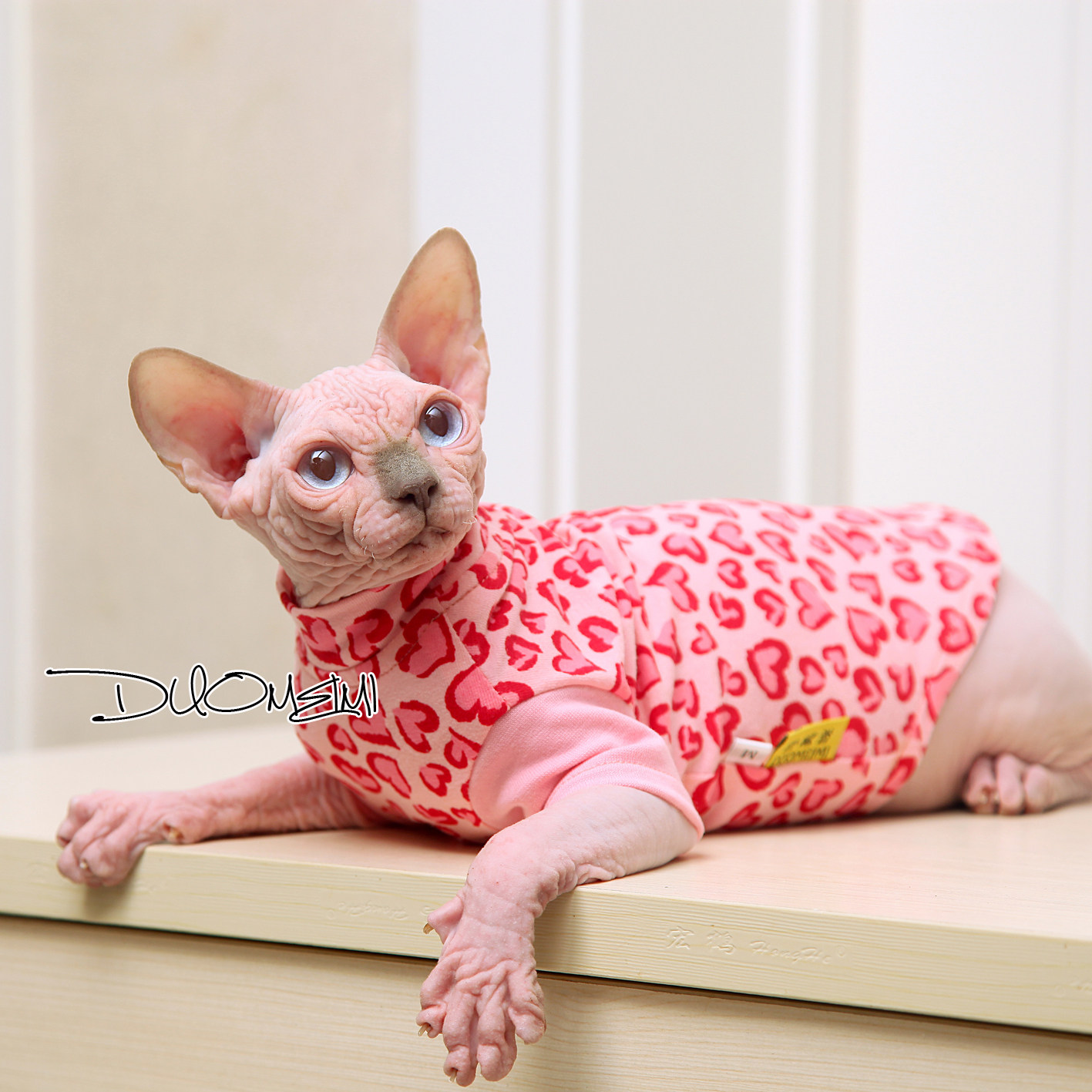 美咪芬克斯无毛德文夏季纯棉莱卡粉色小心豹纹宠物服装