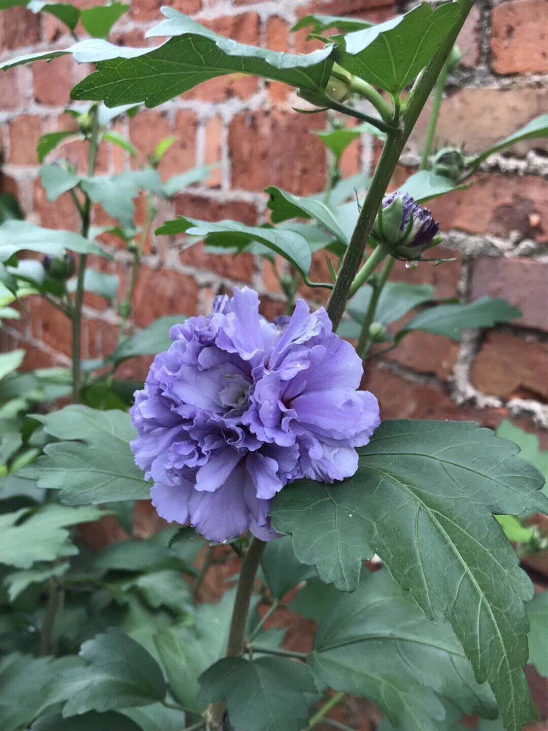 日本植物重瓣紫玉木槿 蓝紫色花卉盆栽阳台庭院观花植物花园木槿