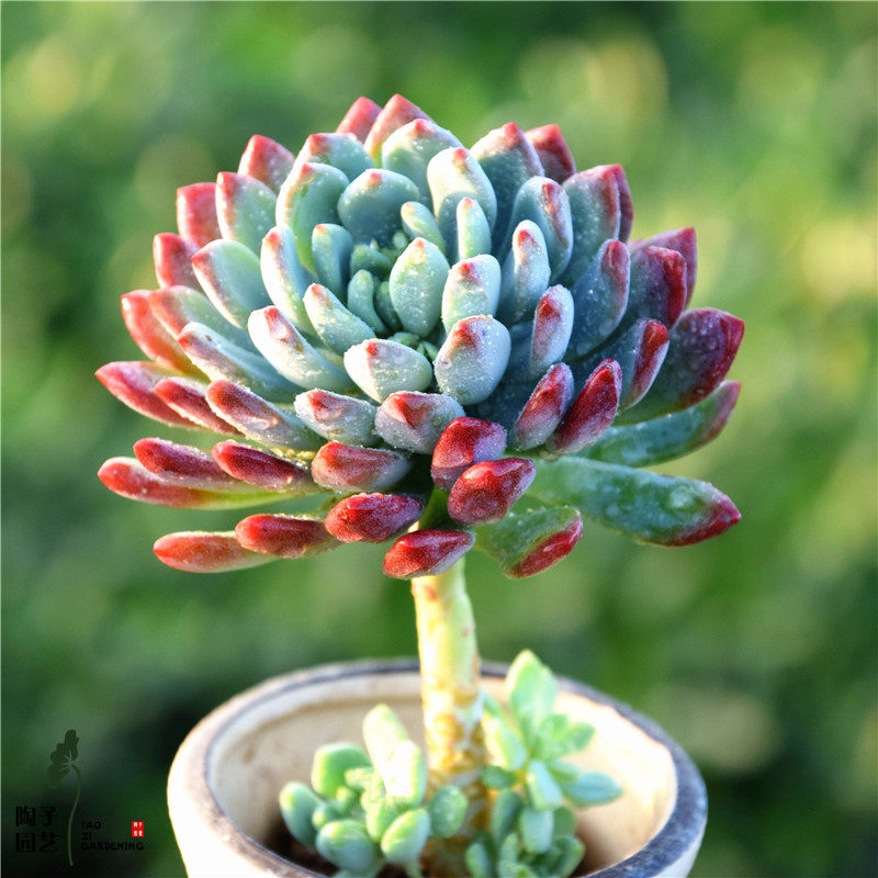 苹果大单头老桩蓝精灵精养大棚出货状态好萌肉肉多肉植物