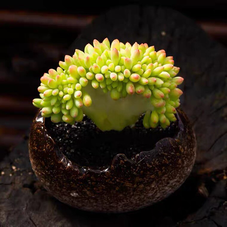 春萌缀化可爱香味多肉植物稀有变异嘟嘟造型多肉植物