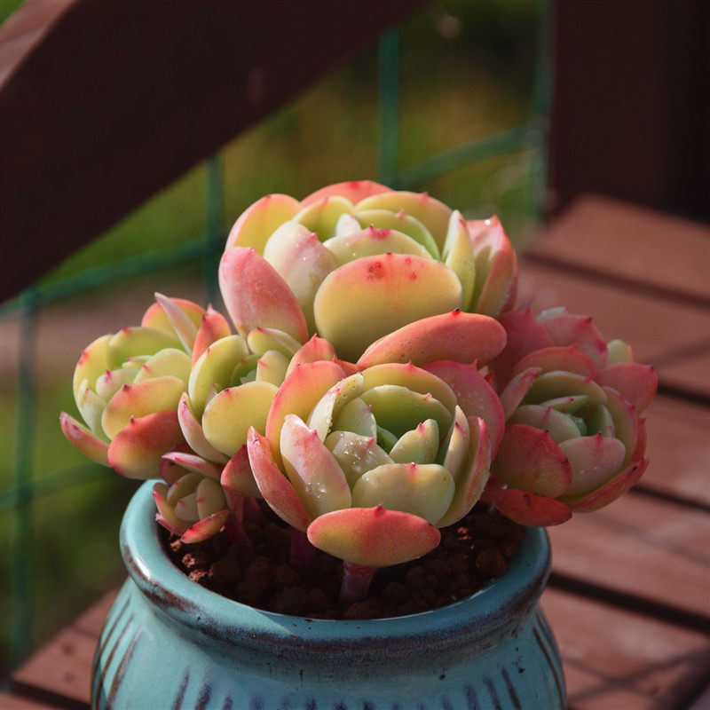 鸡蛋碧桃可爱圆萌奶油大老桩露精品新手好养多肉植物